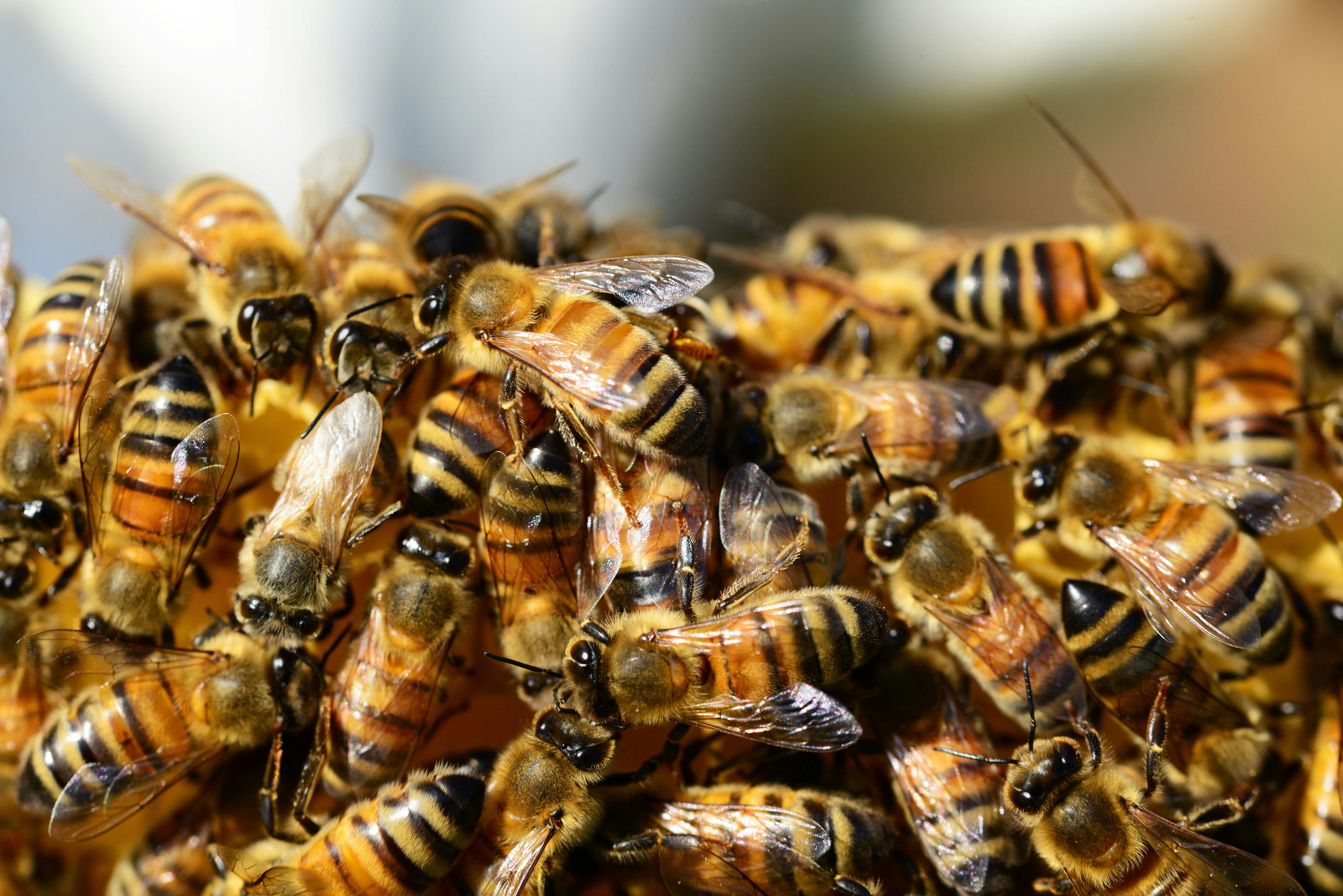 Bee castes diagram