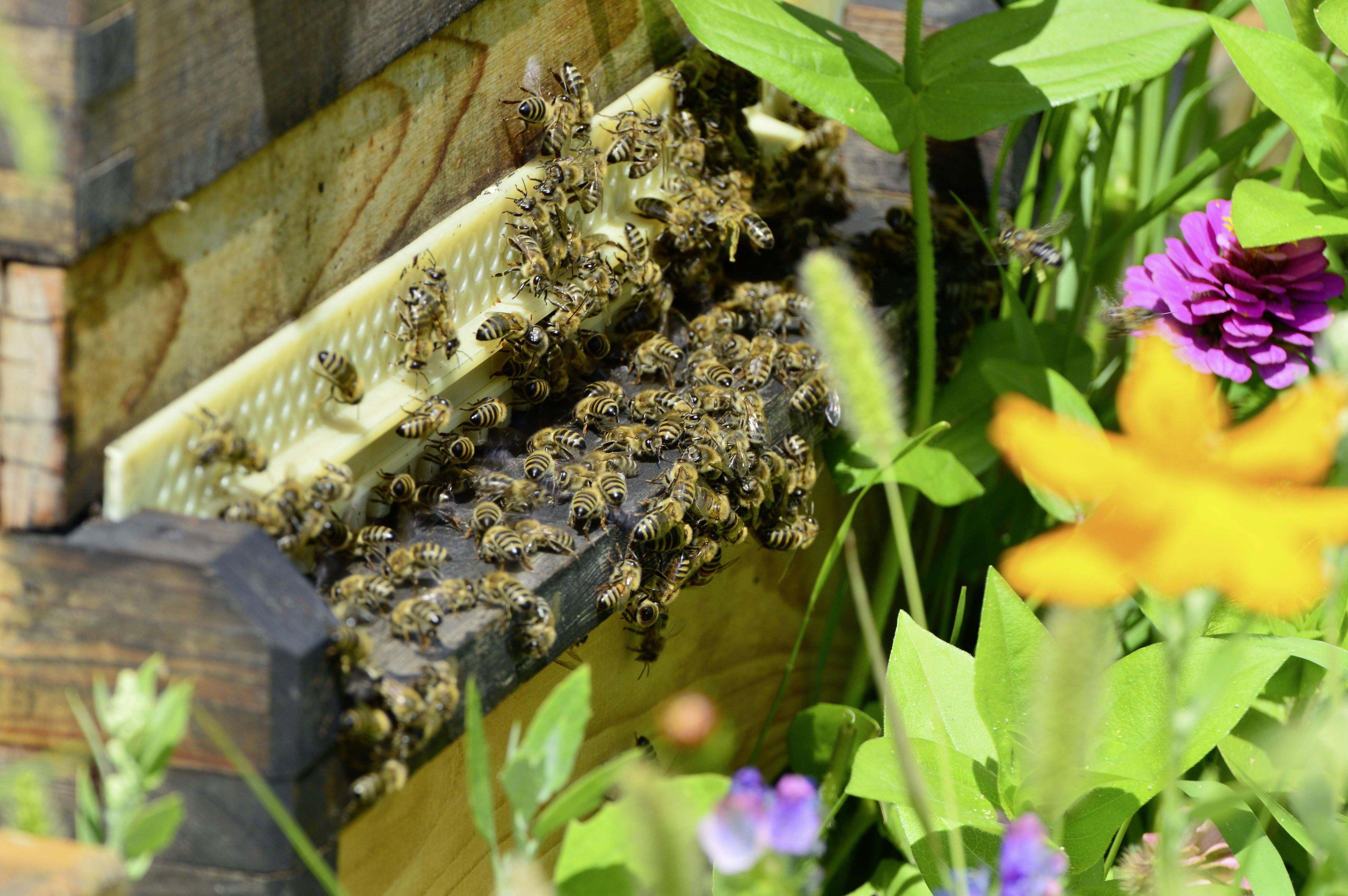 bee installation