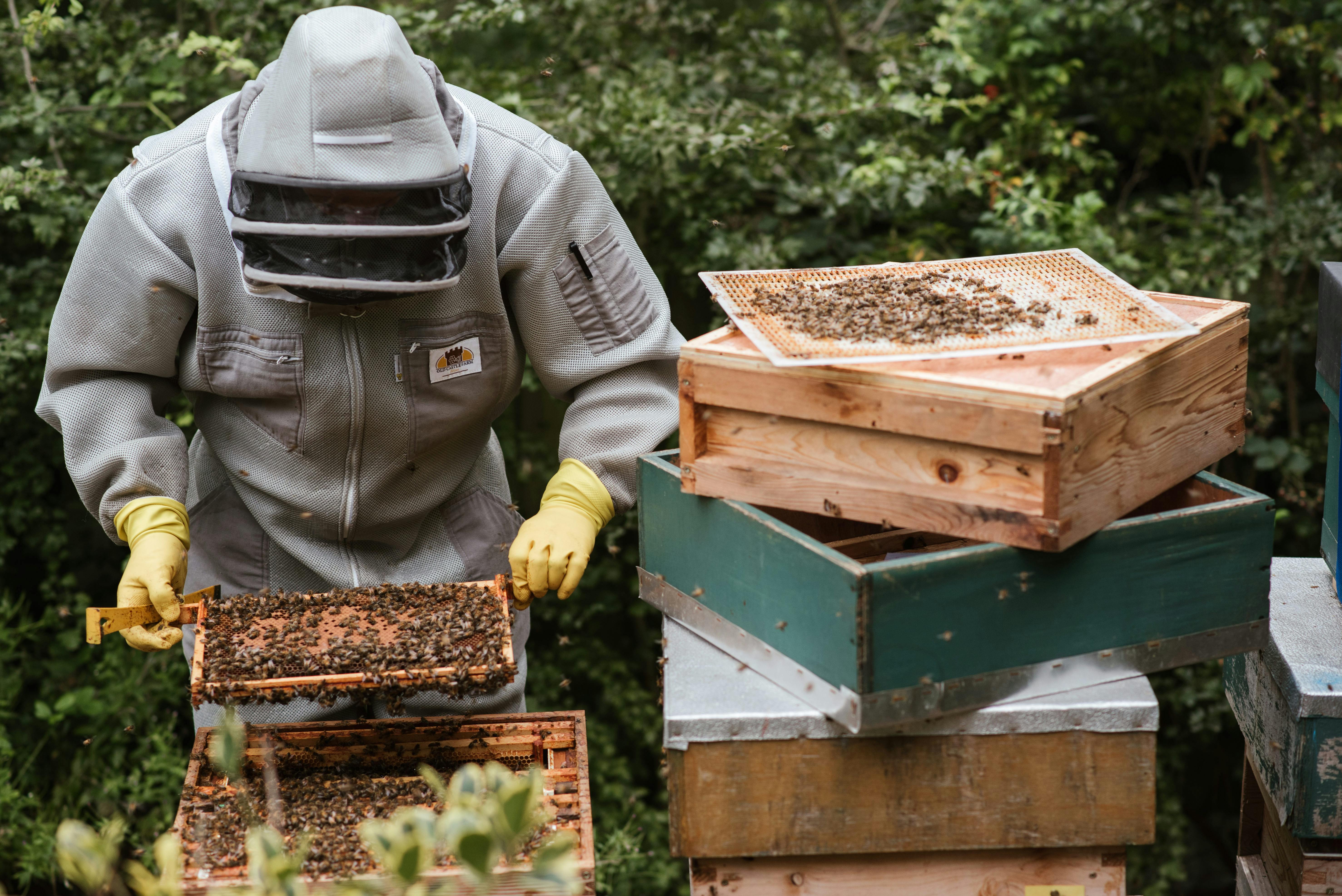 winter hive