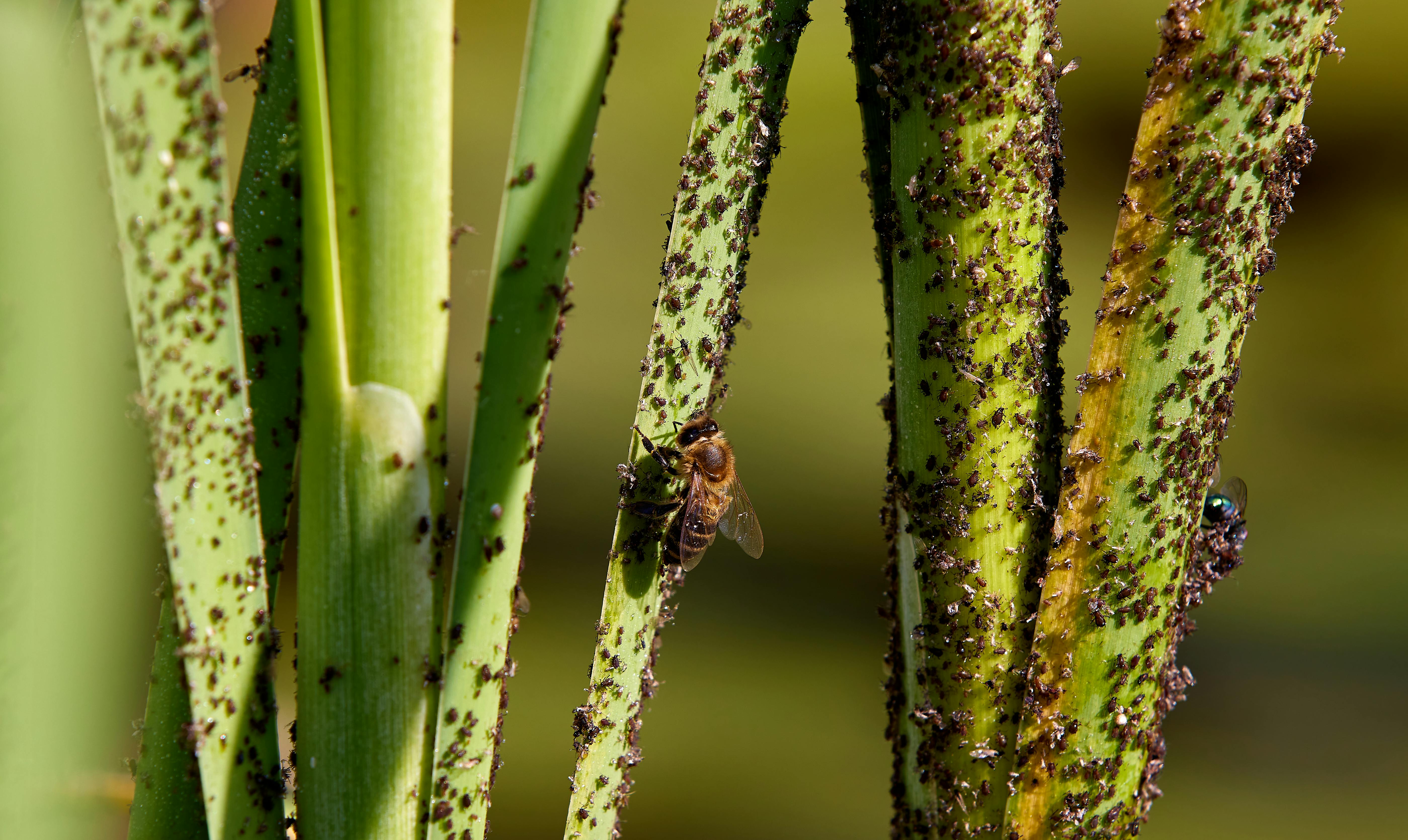 varroa mite