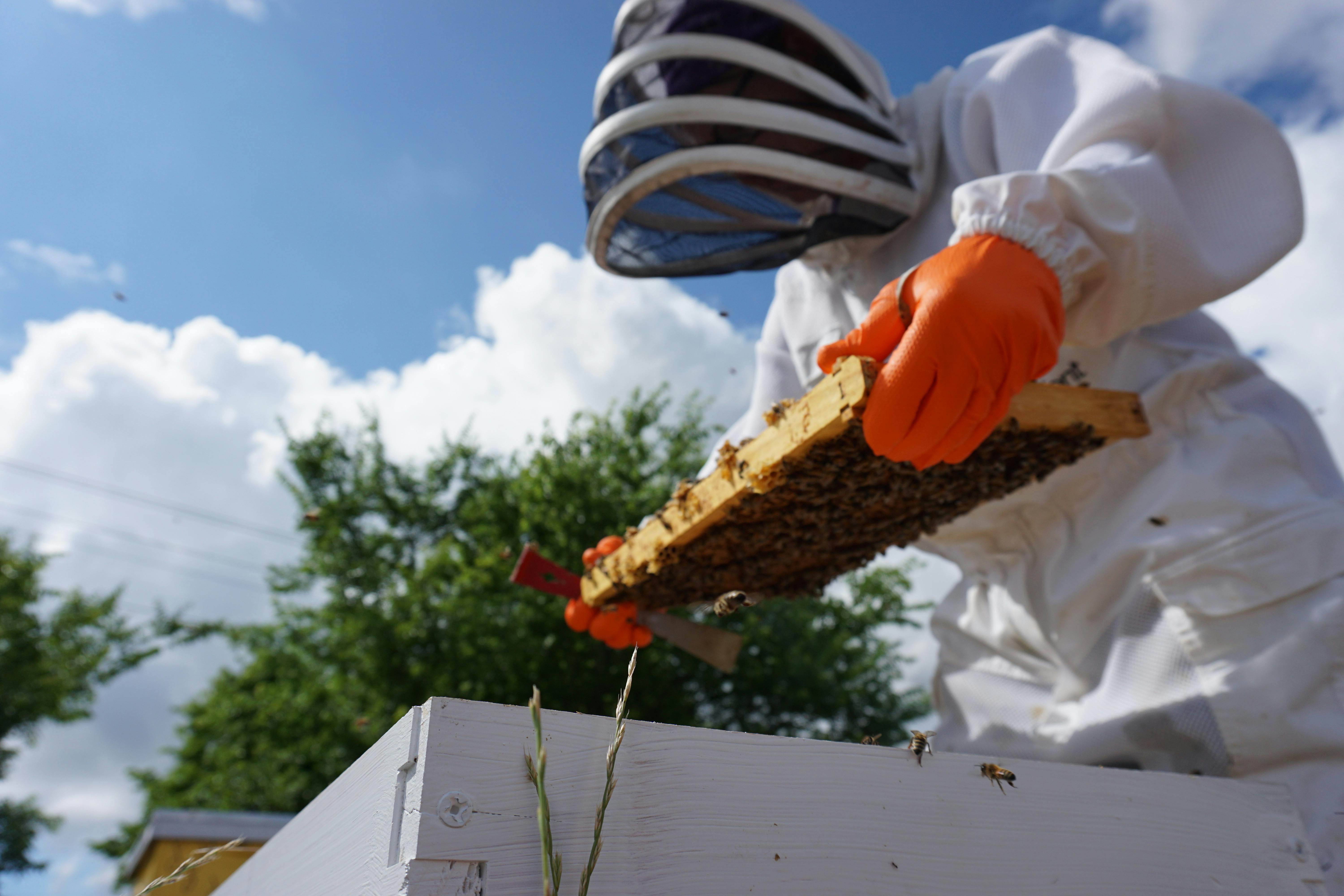 Hive Tool