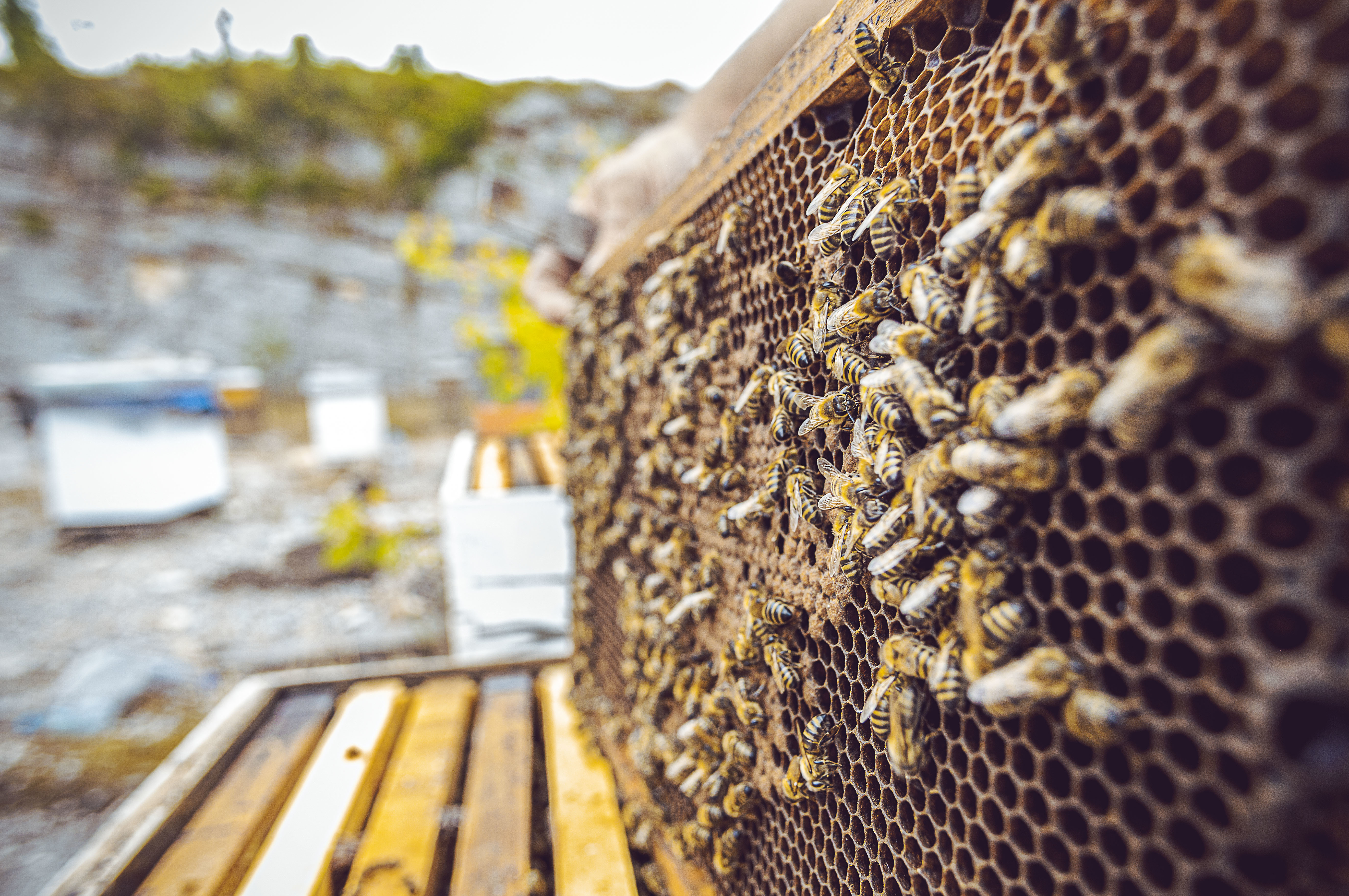 Fresh Honeycomb