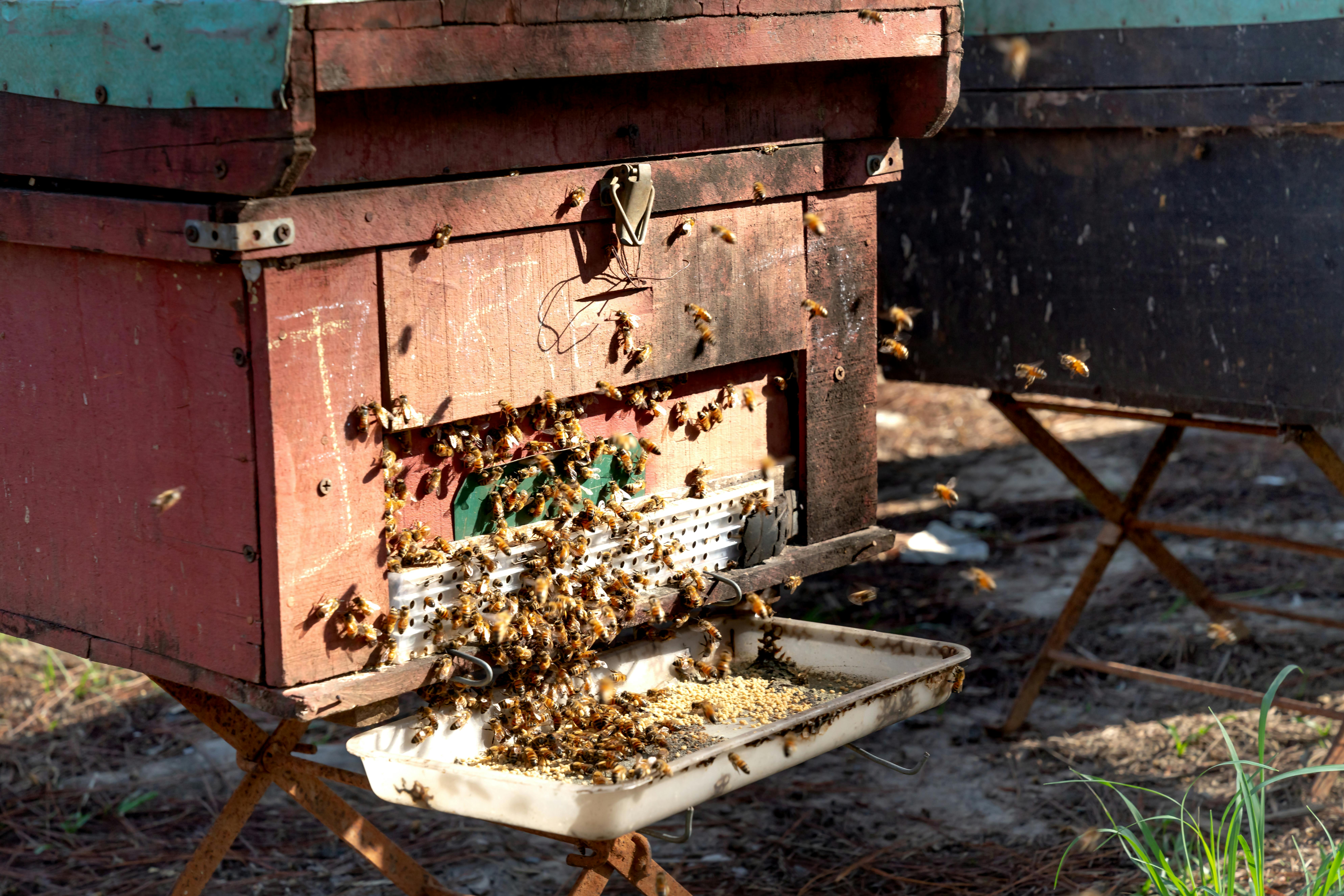 package bees